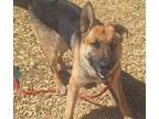 Adopt BANDIT a German Shepherd Dog, Mixed Breed