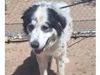 Adopt HAPPY MEAL a Great Pyrenees, Husky