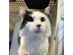 Adopt Jassen a Domestic Short Hair, Turkish Angora