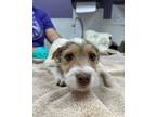 Adopt Dorito a Terrier