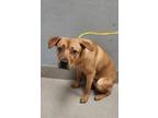 Adopt ACE a Labrador Retriever, Mixed Breed