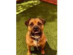 Adopt CHIPMUNK a Pit Bull Terrier, Mixed Breed