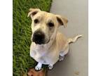 Adopt Simple Simon a Yellow Labrador Retriever, Shar-Pei