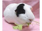 Adopt Skunky a Guinea Pig