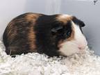 Adopt Reese a Guinea Pig