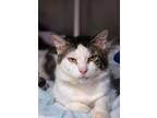 Adopt Kibbles a Domestic Medium Hair