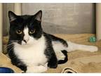 Adopt Bruno a Domestic Short Hair