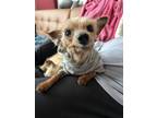 Adopt Journey a Yorkshire Terrier