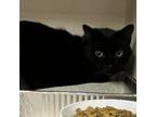 Adopt Calvin a Domestic Short Hair