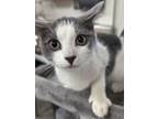 Adopt Grayson a Domestic Short Hair