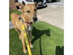 Adopt Mowgli a Carolina Dog