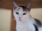 Adopt Iolite a Domestic Short Hair