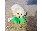 Shih-Poo Puppy for sale in Plainfield, IL, USA