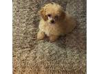 Poodle (Toy) Puppy for sale in Winston Salem, NC, USA