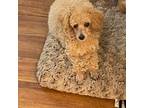 Poodle (Toy) Puppy for sale in Winston Salem, NC, USA