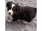 Miniature Australian Shepherd Puppy for sale in Hotchkiss, CO, USA