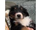 Miniature Australian Shepherd Puppy for sale in Hotchkiss, CO, USA