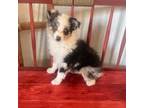 Miniature Australian Shepherd Puppy for sale in Hotchkiss, CO, USA