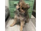 Pomeranian Puppy for sale in Athens, WI, USA