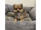 Pomeranian Puppy for sale in Athens, WI, USA