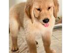 Golden Retriever Puppy for sale in Miami, FL, USA