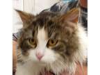 Adopt Michial a Domestic Long Hair