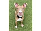 Adopt Ireland a Pit Bull Terrier, Mixed Breed