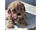 Cavapoo Puppy for sale in Niles, MI, USA