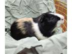 Adopt Mateo a Guinea Pig