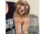 Soft Coated Wheaten Terrier Puppy for sale in Phelan, CA, USA