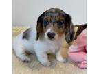 Dachshund Puppy for sale in Annville, PA, USA