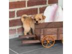 Chihuahua Puppy for sale in Philadelphia, PA, USA