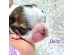 AKC Boop