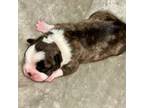 Boston Terrier Puppy for sale in Erin, TN, USA