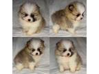 Pomeranian Puppy for sale in Lake Butler, FL, USA
