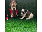 Schnauzer (Miniature) Puppy for sale in Raleigh, NC, USA