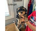 Mutt Puppy for sale in Ware, MA, USA