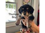 Mutt Puppy for sale in Ware, MA, USA