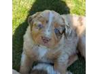 Australian Shepherd Puppy for sale in Bonners Ferry, ID, USA