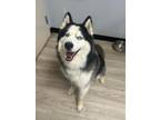 Adopt Zeus a Husky