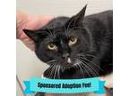 Adopt Jerry a Domestic Short Hair