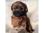 Shih-Poo Puppy for sale in Cocoa Beach, FL, USA