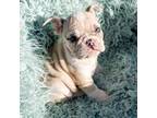 Bulldog Puppy for sale in Cocoa Beach, FL, USA