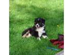 Miniature Australian Shepherd Puppy for sale in Sheldon, WI, USA