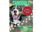 Adopt Canoodle a Mixed Breed