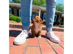 Cavapoo Puppy for sale in Newberry, SC, USA