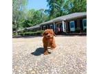 Cavapoo Puppy for sale in Newberry, SC, USA