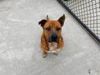 Adopt FLASH a Pit Bull Terrier, Mixed Breed