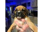 Boxer Puppy for sale in Port Orange, FL, USA