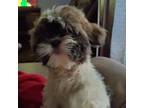 Shih Tzu Puppy for sale in Floral City, FL, USA